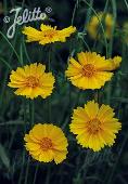 Coreopsis grandiflora 'Sunburst'